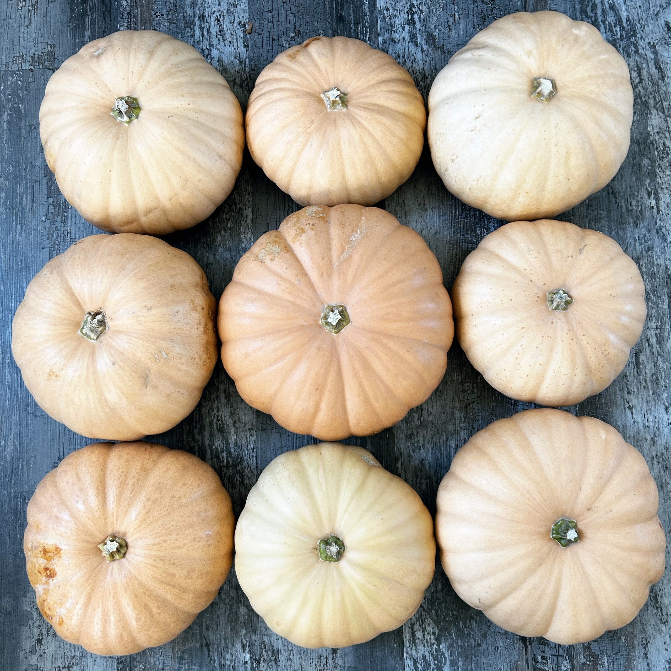 Local Pumpkin Pie herb & honey bakery